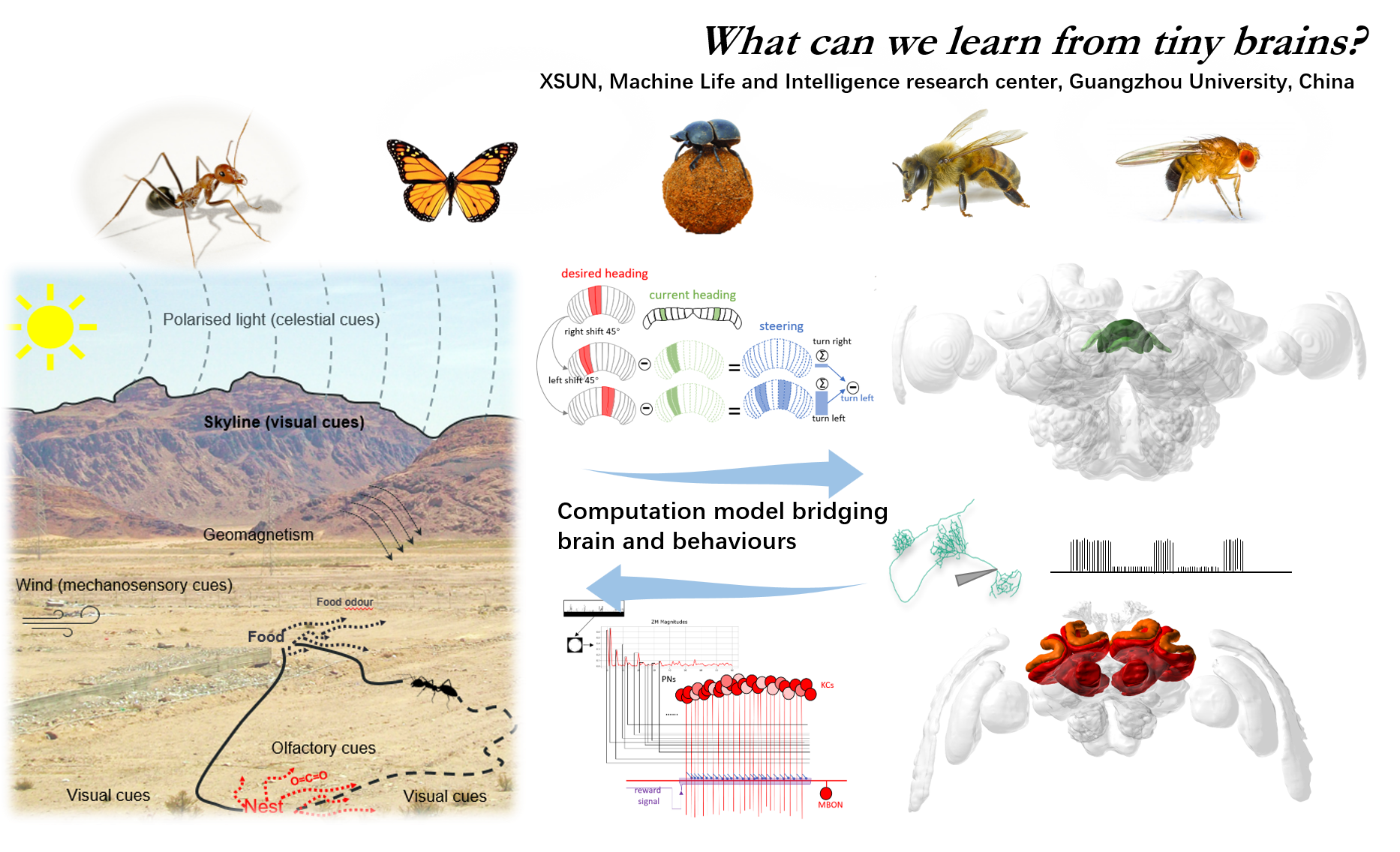 insect navigation